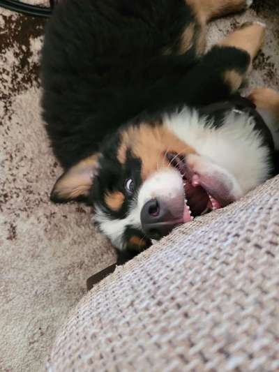 Berner Sennen-Beitrag-Bild