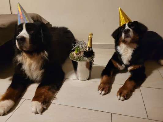 Berner Sennen-Beitrag-Bild