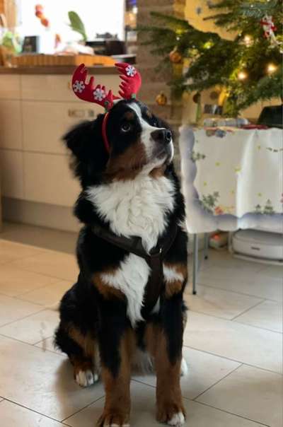 Berner Sennen-Beitrag-Bild