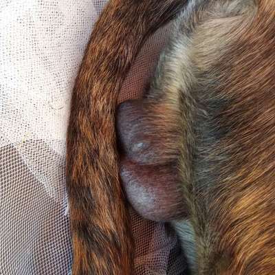 Hund hat Veränderung am Hoden-Beitrag-Bild