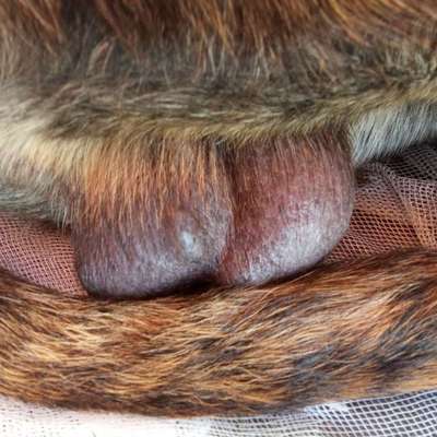 Hund hat Veränderung am Hoden-Beitrag-Bild