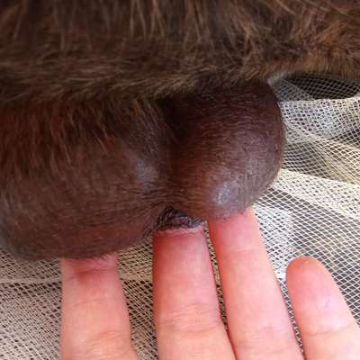 Hund hat Veränderung am Hoden-Beitrag-Bild