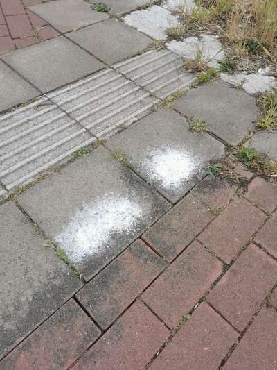Giftköder-Haferflocken mit zuckerartiger Substanz-Bild