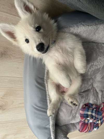 Welpen Bilder !-Beitrag-Bild