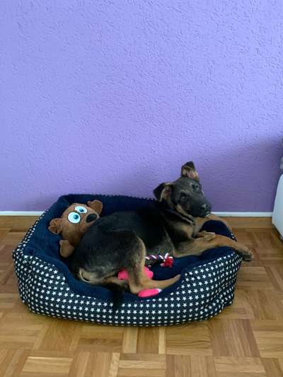 Welpen Bilder !-Beitrag-Bild