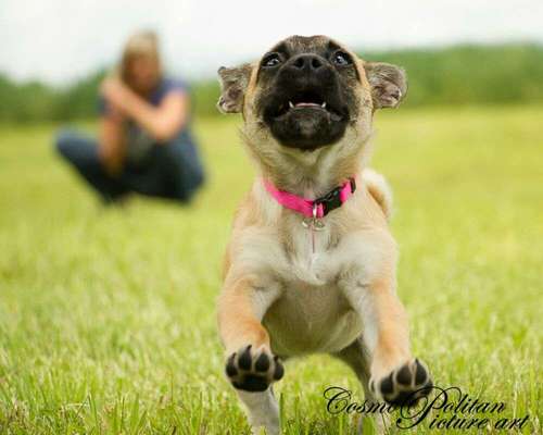 Dein Hund im Dogorama-Kalender 2021-Beitrag-Bild