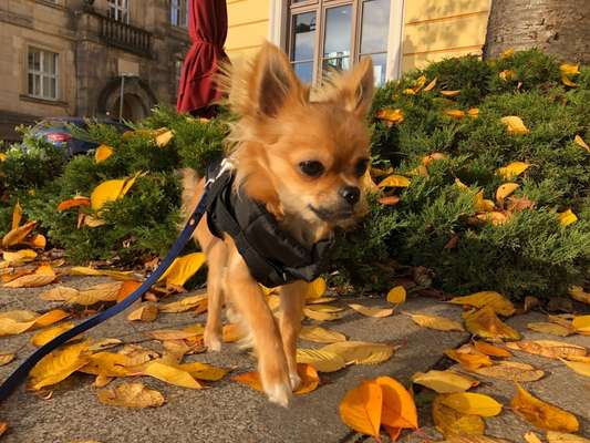 Hundetreffen-Chihuahua-Treffen am Pirnaischen Platz-Bild
