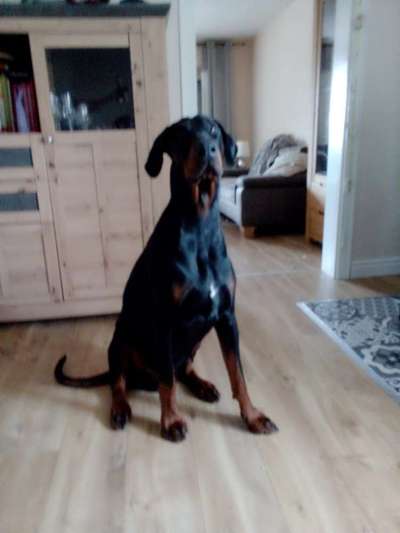 Wo sind die Dobis?-Beitrag-Bild