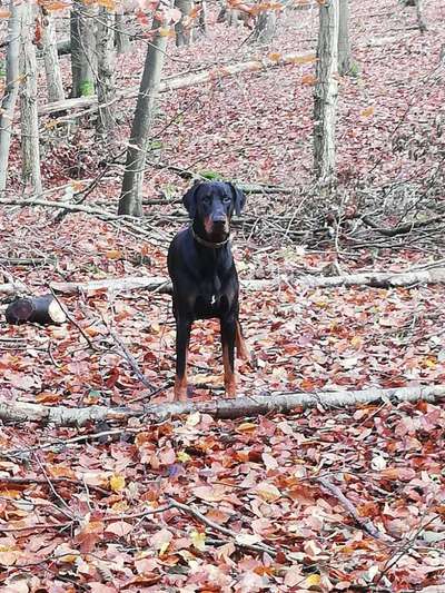 Reinrassige Hunde?-Beitrag-Bild