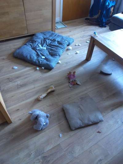 Zeig mir, dass du mit einem hund zusammenlebst....-Beitrag-Bild