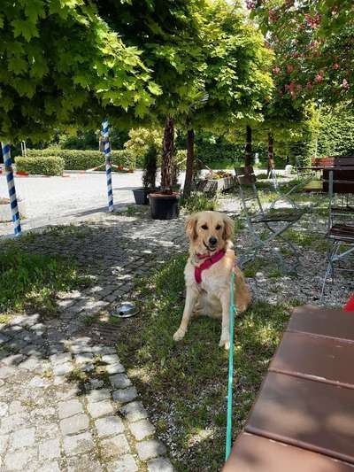 Hunde aus Griechenland-Beitrag-Bild