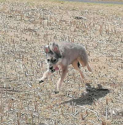 Zeige das lustigste Bild eures Hundis-Beitrag-Bild