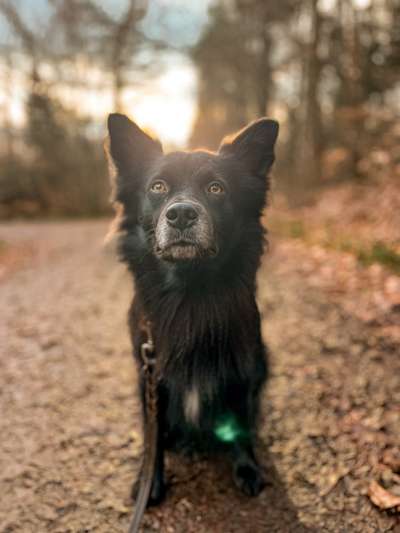 Hundetreffen-Social Walk Buddies gesucht-Bild