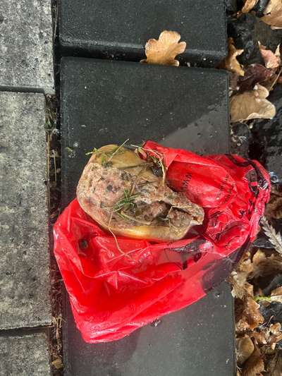 Giftköder-Mehrere Fleischstücke aufgefunden!-Bild