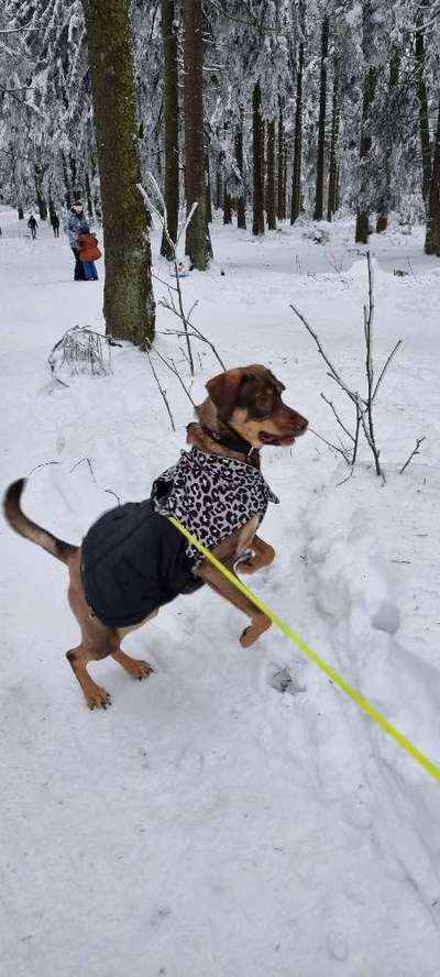 Dogorama Photo Challenge - Es wird nochmal kalt!-Beitrag-Bild