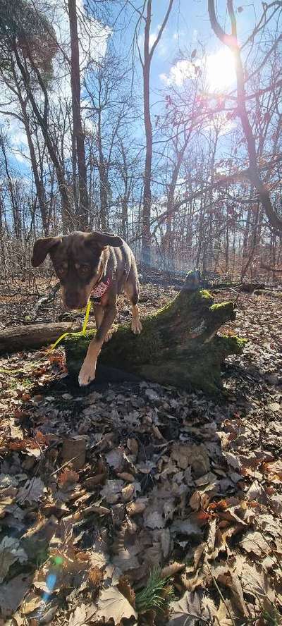 Dogorama Photo Challenge - Der Frühling kommt-Beitrag-Bild