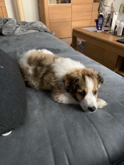 Seltene Rassen!-Beitrag-Bild