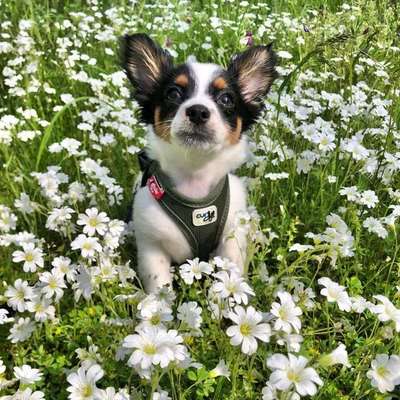 Dogorama Photo Challenge - Hunde in Action-Beitrag-Bild