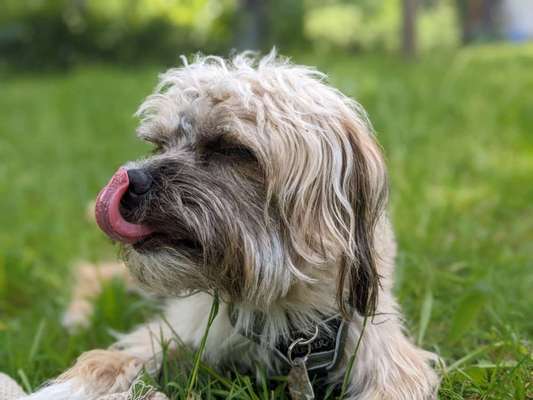 Tongue Out Tuesday-Beitrag-Bild