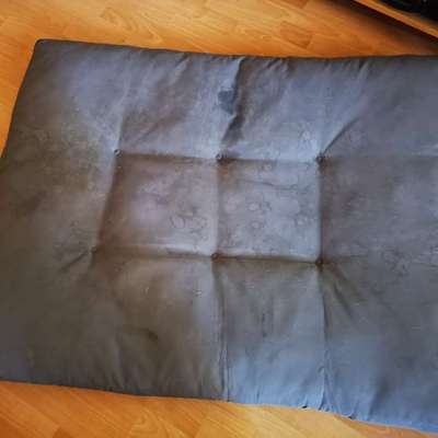 Tausch Hunde Bett-Beitrag-Bild