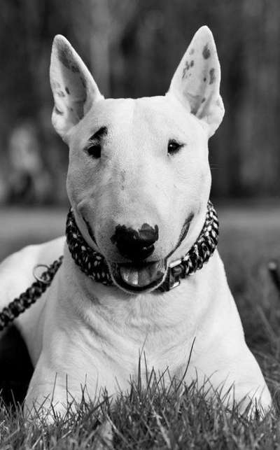 Die Dogorama Kalender Challenge 4/4-Beitrag-Bild