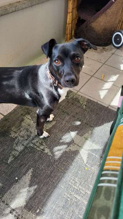 Jack Russell Terrier-Beitrag-Bild