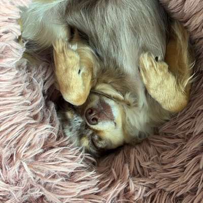 Hundetreffen-Spielrunde bis 5 Kilo-Bild