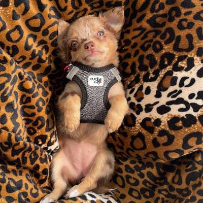 Hundetreffen-Kleinhundtreffen in Göttingen-Bild