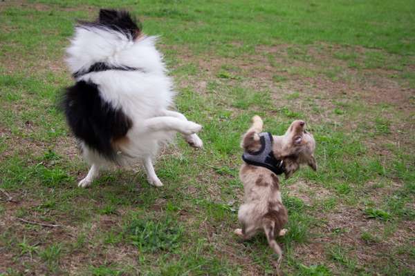 Dogorama Photo Challenge - Spielgesicht-Beitrag-Bild