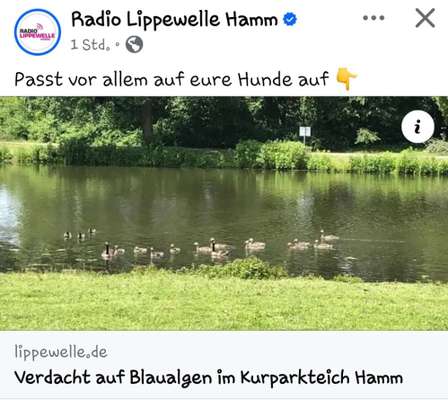 Giftköder-Blaualgen-Bild
