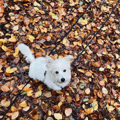 Hundetreffen-Gassifreund gesucht-Bild