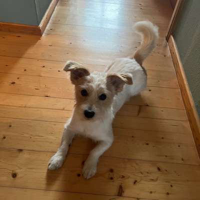 Hundetreffen-Gassifreund gesucht-Bild