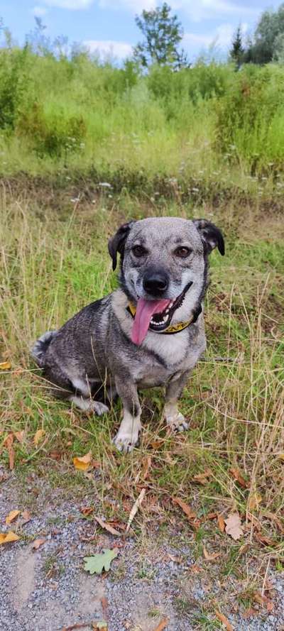 Welche Hunderasse-Beitrag-Bild