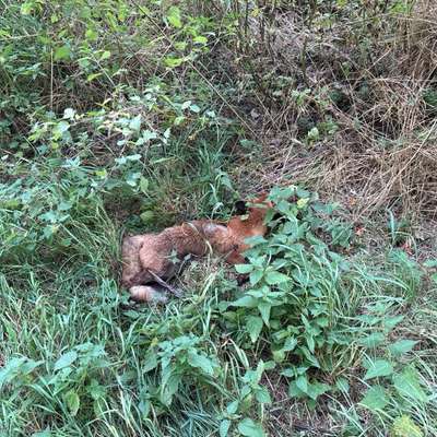 Giftköder-Toter Fuchs-Bild