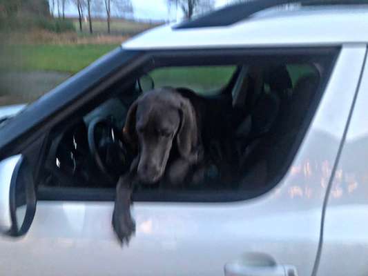 Foto Challenge Thema "Hunde im Auto"-Beitrag-Bild