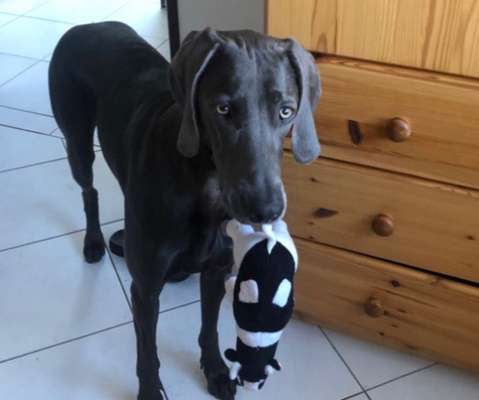 65. Handy Foto Challange                     "Ich kann nicht ohne..."-Beitrag-Bild