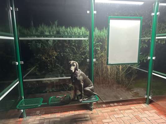 84. Foto-Challenge: In Szene gesetzt - dein Hund im Rampenlicht-Beitrag-Bild