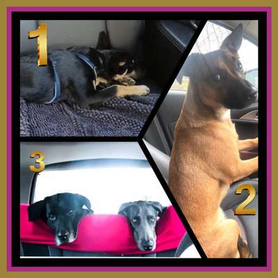 Foto Challenge Thema "Hunde im Auto"-Beitrag-Bild