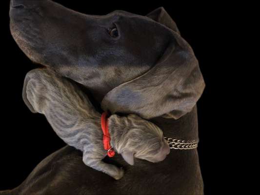 155. FotoChallange * David und Goliath *-Beitrag-Bild