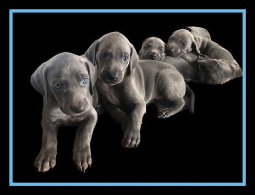 29. Farben Foto Challenge -
Silber glänzend.-Beitrag-Bild