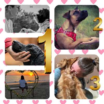 Fotowettbewerb "Liebeserklärung an deinen Hund!"-Beitrag-Bild