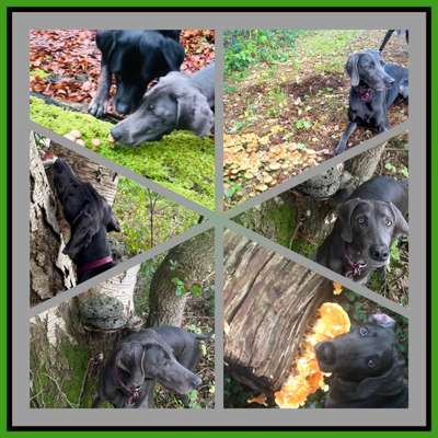 59. Foto-Collagen- Challenge: Pilze-Beitrag-Bild