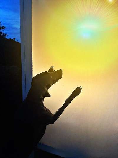 Dogorama Photo Challenge - Licht-Beitrag-Bild