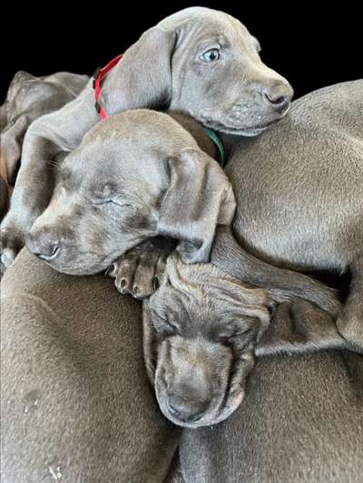 Dogorama Photo Challenge - Türme-Beitrag-Bild