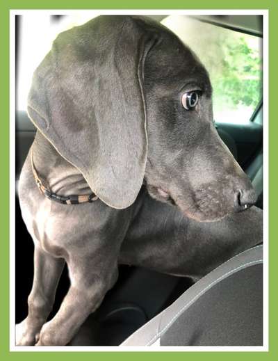 Foto Challenge Thema "Hunde im Auto"-Beitrag-Bild