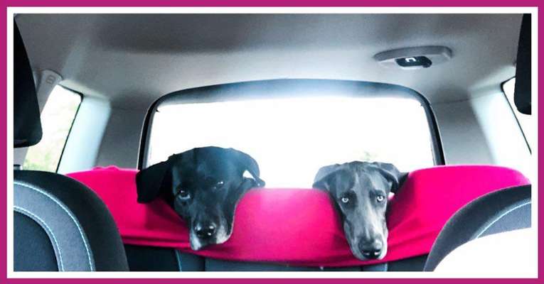 Foto Challenge Thema "Hunde im Auto"-Beitrag-Bild