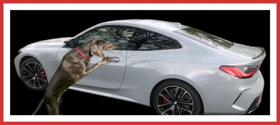 Foto Challenge Thema "Hunde im Auto"-Beitrag-Bild