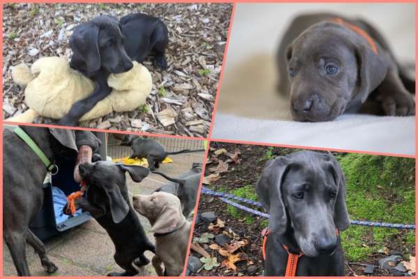 Welpen Bilder !-Beitrag-Bild