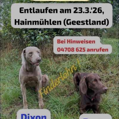 Suchmeldung-Dixon (und Berta)-Bild