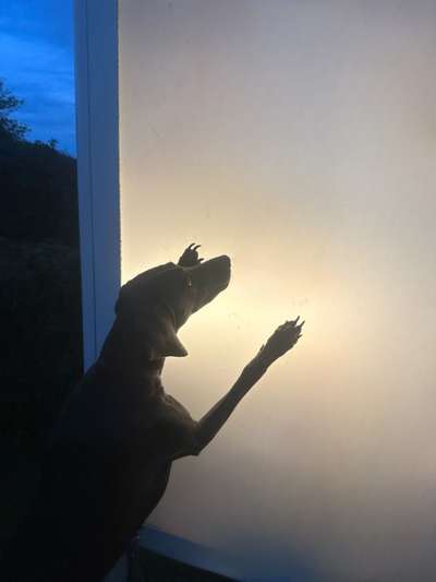 84. Foto-Challenge: In Szene gesetzt - dein Hund im Rampenlicht-Beitrag-Bild